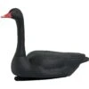 Avery Black Swan