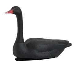 Avery Black Swan