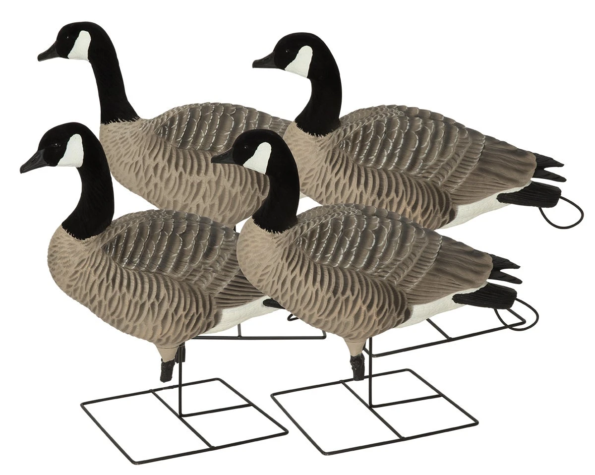 Avery Pro Grade XD Full Body Canada Goose Active - 4 Pack 3 Avery Pro Grade XD Full Body Canada Goose Active - 4 Pack - Image 3