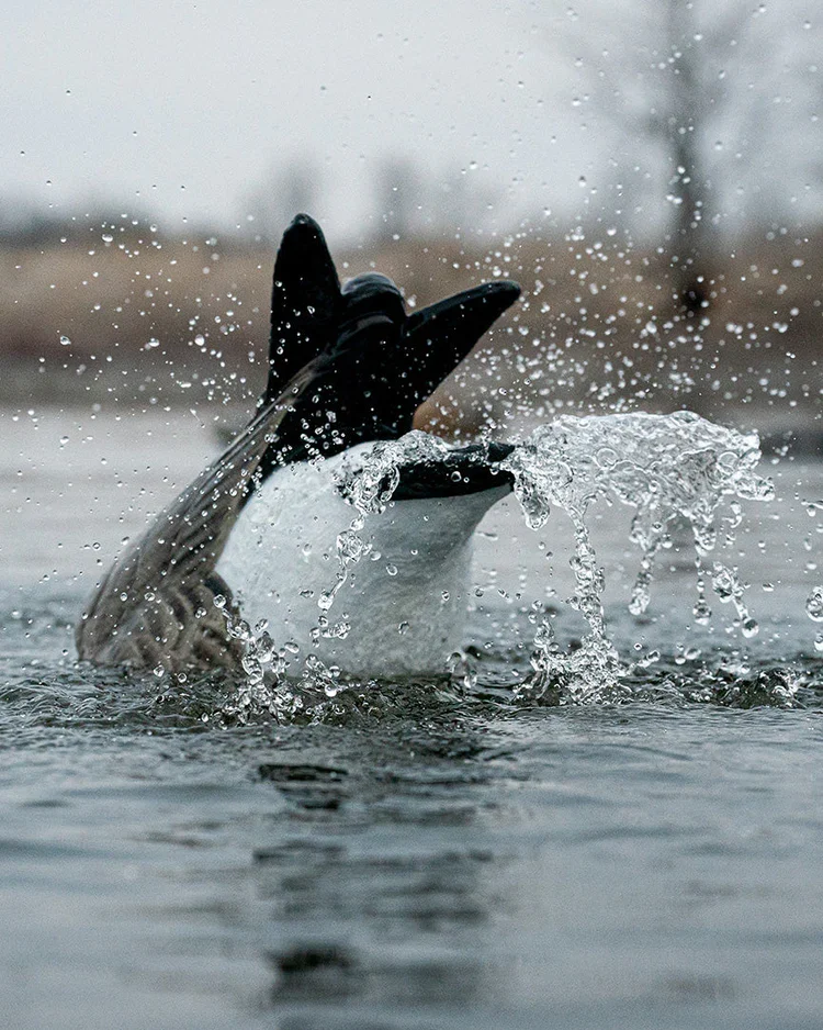 Avery Finisher Spitter Canada Goose 1 Avery Finisher Spitter Canada Goose