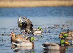 Avery PG XD Mallard Active Floaters 4D/2H