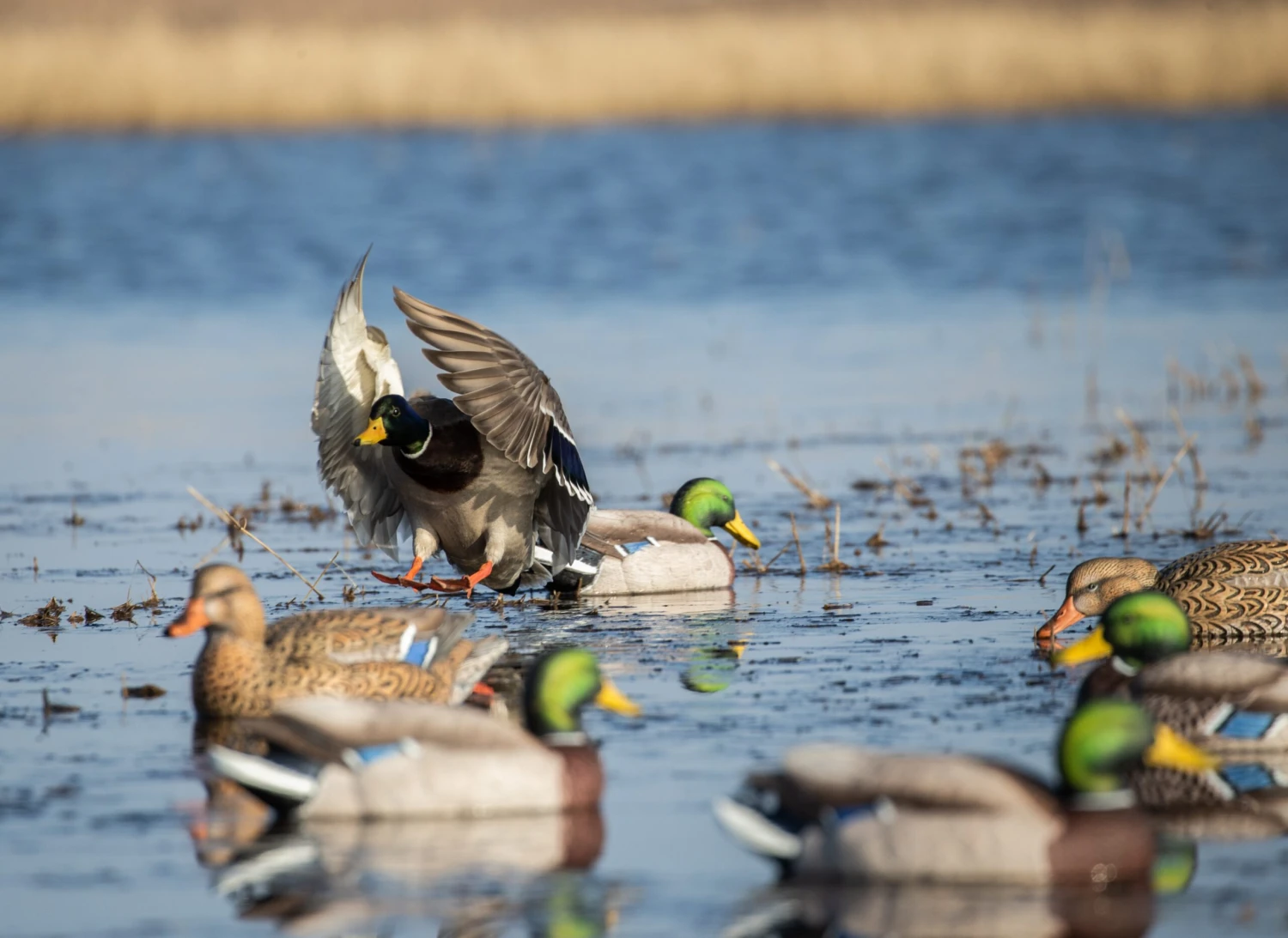 Avery PG XD Mallard Active Floaters 4D/2H 1 Avery PG XD Mallard Active Floaters 4D/2H