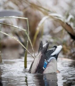 Lucky Duck Quiver Duck Butt HD - Drake 6 Lucky Duck Quiver Duck Butt HD - Drake -Comprehensive outdoor sports Quiver Duck butt lifestyle 4120