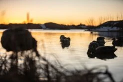 Avian X Topflight Back Water Mallards 4D/2H - 6 Pack