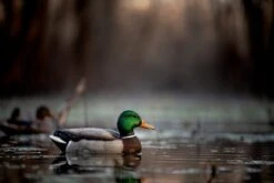 Avian X Topflight Fusion Mallards 3D/3H - 6 Pack 10 Avian X Topflight Fusion Mallards 3D/3H - 6 Pack -Comprehensive outdoor sports TopFlightMallardsFusion lifestyle 1 5836