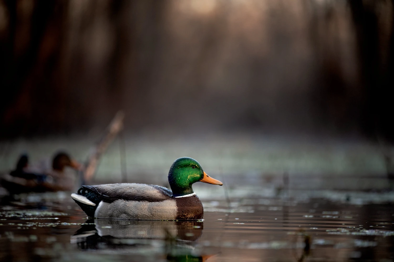 Avian X Topflight Fusion Mallards 3D/3H - 6 Pack 5 Avian X Topflight Fusion Mallards 3D/3H - 6 Pack - Image 5