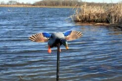 Mojo Mini Mallard Drake